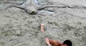 Sand Sharks (2011) Review