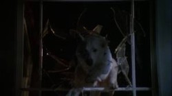 White Dog