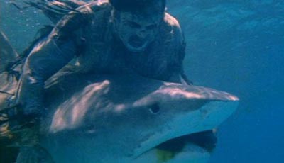 zombi flesh eaters shark