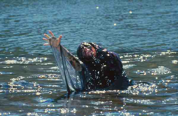 Creepshow 2