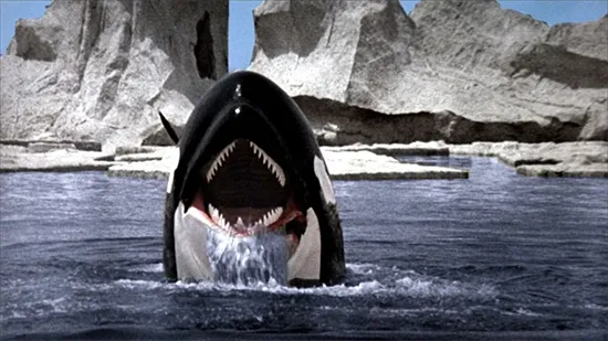 Orca the Killer Whale