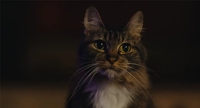  ‘Don’t Let the Cat Out’ Exclusive Clip Reveals Dark Comedy and Carnage
