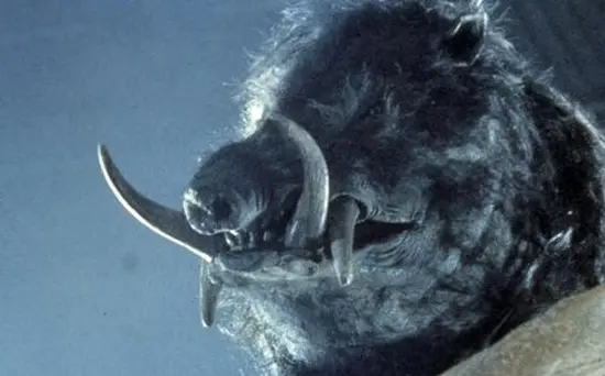 Razorback