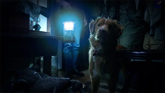 Good Boy 2025