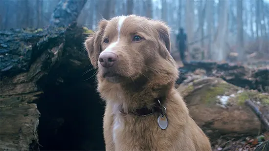 Good Boy 2025