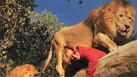 Roar 1981