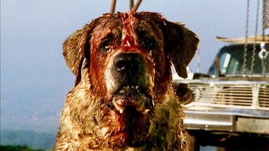 Arrow Video Cujo